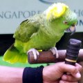 image yellow-naped-amazon-parrot-amazona-o-auropalliata-named-amigo-the-multi-lingual-singing-parrot-1-2010-jpg
