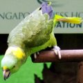 image yellow-naped-amazon-parrot-amazona-o-auropalliata-named-amigo-the-multi-lingual-singing-parrot-2-2010-jpg