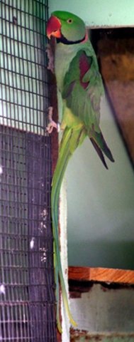 image alexandrine-parakeet-psittacula-eupatria-alexandrian-parrot-male-ballarat-bird-world-vic-jpg