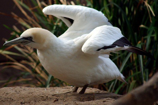 image australasian-gannet-morus-serrator-or-sula-bassana-australian-gannet-takapu-1-melb-zoo-vic-jpg