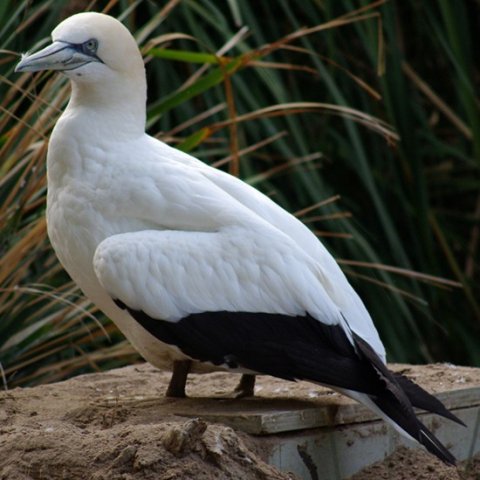 image australasian-gannet-morus-serrator-or-sula-bassana-australian-gannet-takapu-2-melb-zoo-vic-jpg