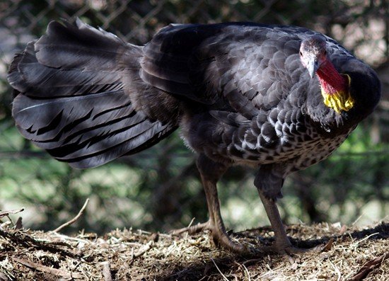 image australian-brush-turkey-alectura-lathami-scrub-turkey-bush-turkey-3-kfp-vic-jpg