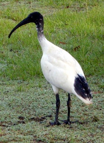 image australian-ibis-threskiornis-molucca-gold-coast-qld-jpg