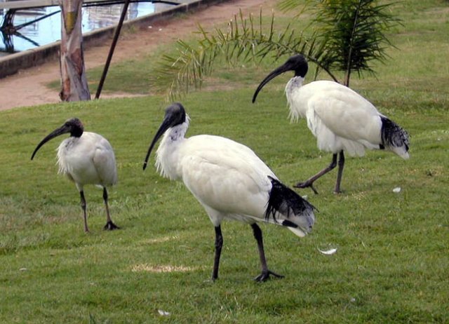 image australian-ibis-2-bribie-is-qld-jpg
