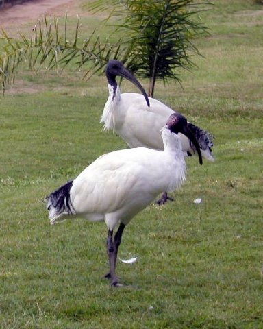 image australian-ibis-3-bribie-is-qld-jpg