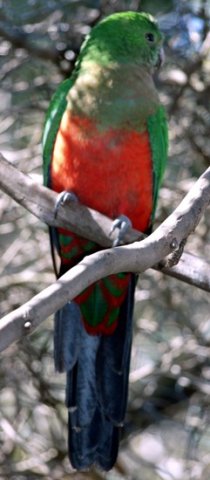 image australian-king-parrot-alisterus-scapularis-female-kfp-vic-jpg