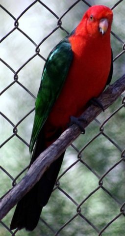 image australian-king-parrot-alisterus-scapularis-male-3-kfp-vic-jpg