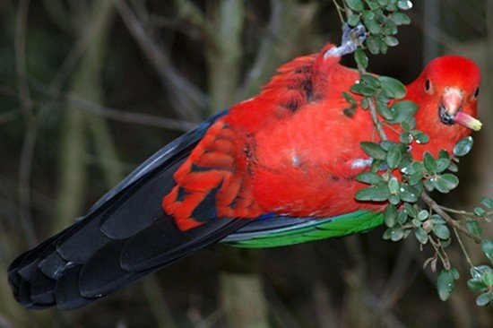 image australian-king-parrot-alisterus-scapularis-2-male-ballarat-bird-world-vic-jpg