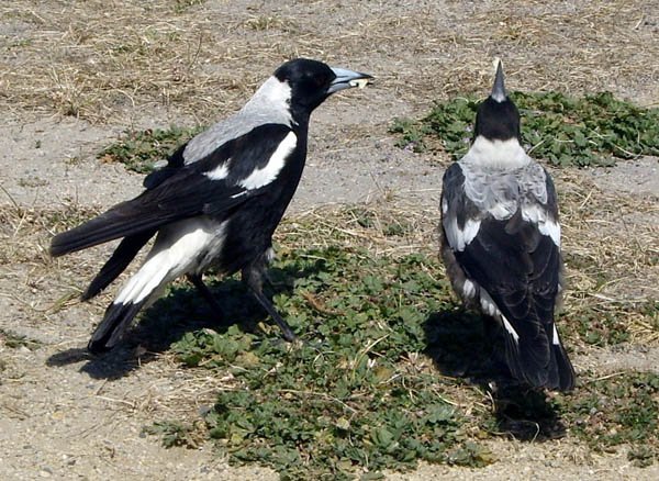 image australian-magpies-jpg