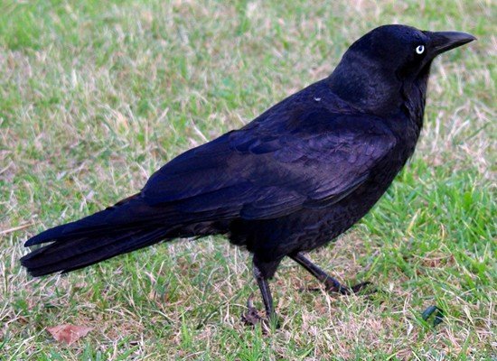 image australian-raven-corvus-coronoides-jpg