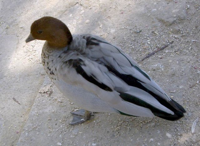 image australian-wood-duck-maned-goose-wagga-zoo-nsw-jpg