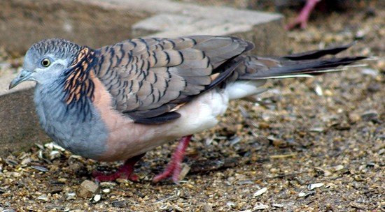 image bar-shouldered-dove-geopelia-humeralis-1-kyabram-fauna-park-vic-jpg