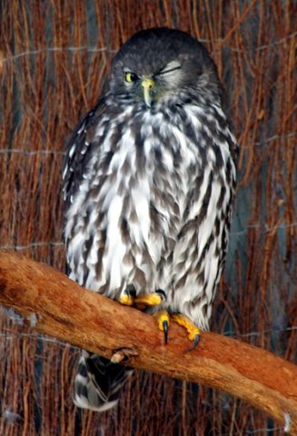 image barking-owl-ninox-connivens-winking-owl-kyabram-fauna-park-vic-jpg