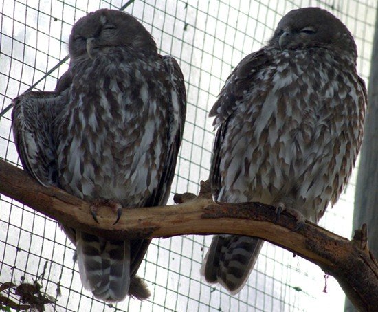 image barking-owls-ninox-connivens-melb-zoo-vic-jpg