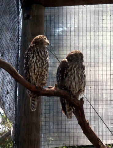 image barking-owls-melbourne-zoo-jpg