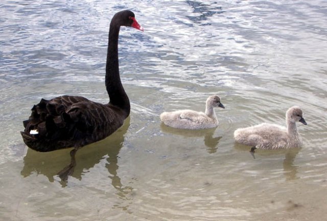 image black-swan-and-cygnets-1-lakes-entrance-vic-jpg
