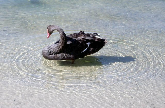 image black-swan-at-cunninghame-arm-lakes-entrance-vic-jpg