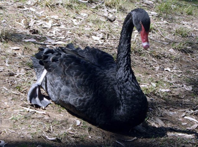 image black-swan-resting-wagga-zoo-nsw-jpg
