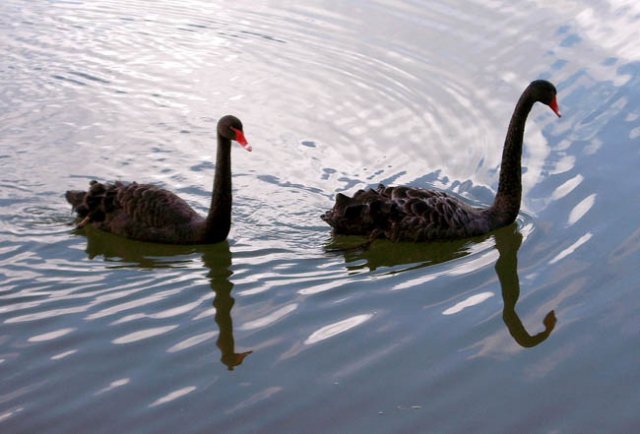 image black-swans-cunninghame-arm-lakes-entrance-vic-jpg