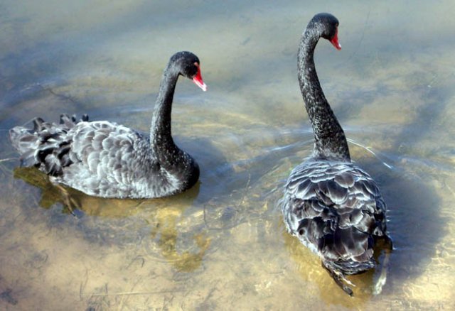 image black-swans-2-cunninghame-arm-lakes-entrance-vic-jpg