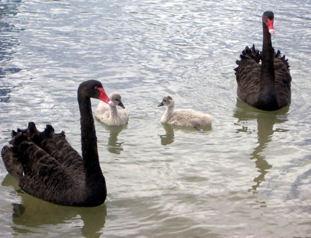 image black-swans-and-cygnets-2-lakes-entrance-vic-jpg