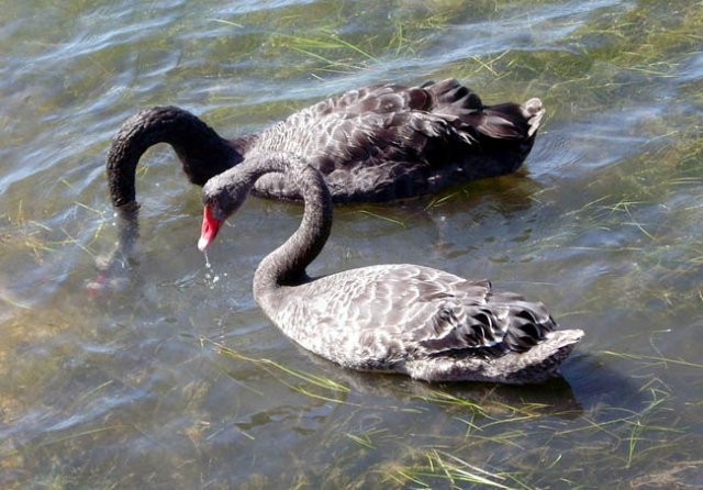 image black-swans-feeding-cunninghame-arm-lakes-entrance-vic-jpg