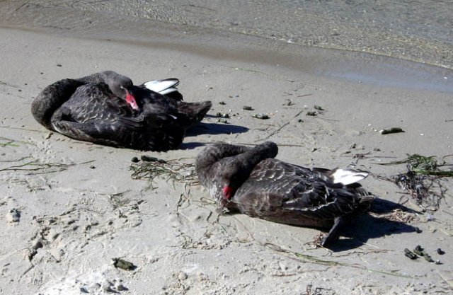 image black-swans-sleeping-cunninghame-arm-lakes-entrance-vic-jpg