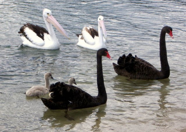 image black-swans-cygnets-and-pelicans-lakes-entrance-vic-jpg