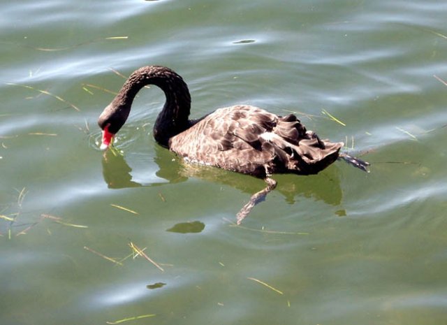 image black-swan-feeding-cunninghame-arm-lakes-entrance-vic-jpg