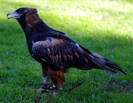 image black-breasted-buzzard-hamirostra-melanosternon-black-breasted-kite-1-healesville-vic-jpg