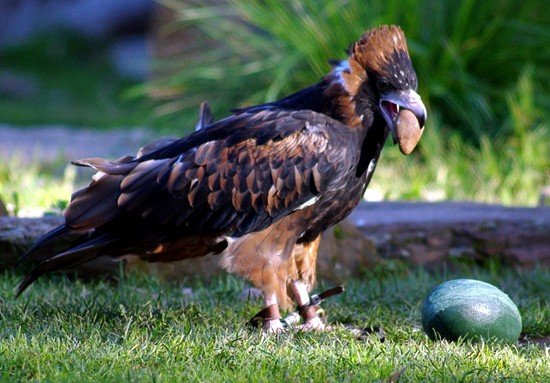 image black-breasted-buzzard-hamirostra-melanosternon-black-breasted-kite-2-healesville-vic-jpg