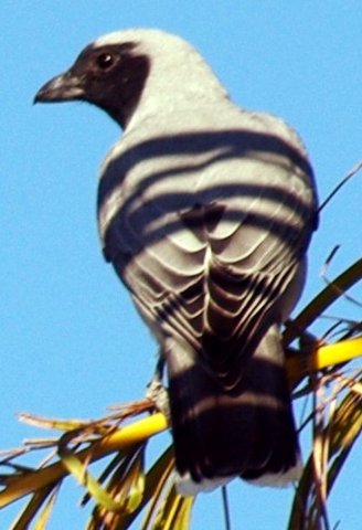 image black-faced-cuckoo-shrike-coracina-novaehollandiae-jpg