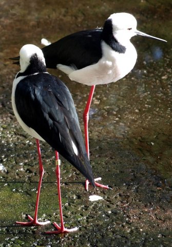 image black-winged-stilt-himantopus-himantopus-healesville-vic-jpg