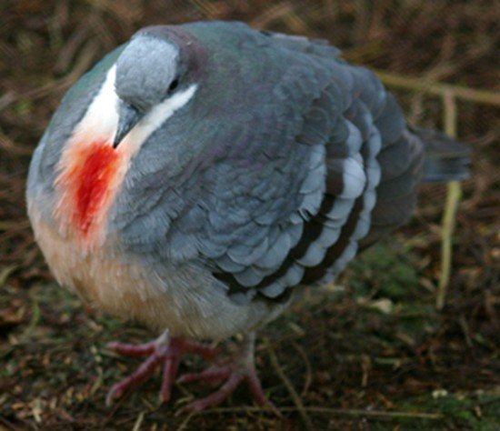 image bleeding-heart-dove-gallicolumba-luzonica-luzon-bleeding-heart-2-ballarat-bird-world-vic-jpg
