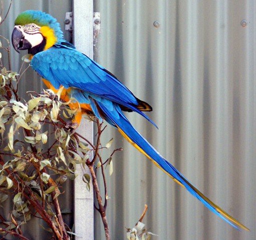 image blue-and-yellow-macaw-ara-ararauna-marigold-1-tasmania-zoo-jpg