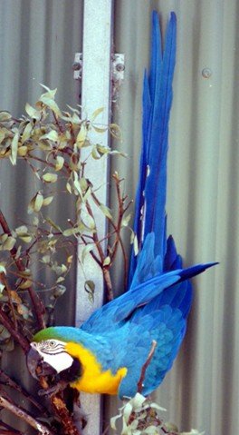 image blue-and-yellow-macaw-ara-ararauna-22-tasmania-zoo-jpg