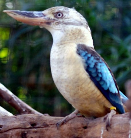 image blue-winged-kookaburra-dacelo-leachii-melb-zoo-vic-jpg