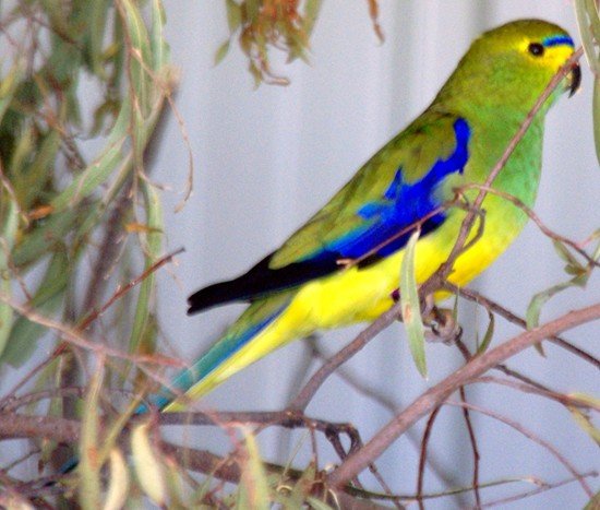 image blue-winged-parrot-blue-banded-parakeet-neophema-chrysostoma-3-tasmania-zoo-jpg