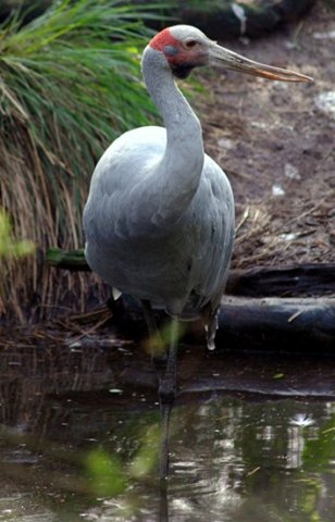 image brolga-grus-rubicunda-native-companion-australian-crane-1-melb-zoo-vic-jpg