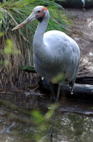 image brolga-grus-rubicunda-native-companion-australian-crane-2-melb-zoo-vic-jpg