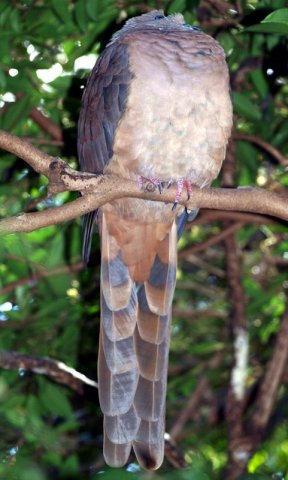 image brown-cuckoo-dove-macropygia-phasianella-healesville-vic-jpg