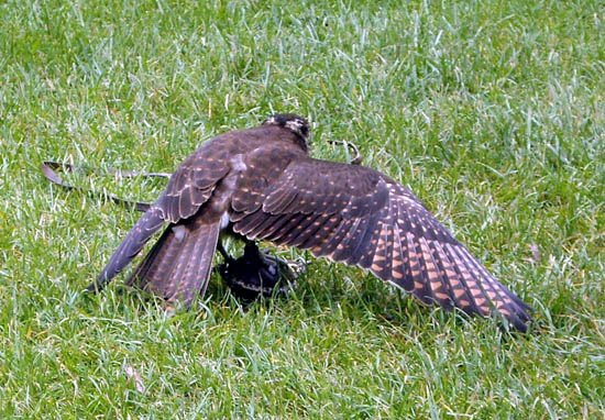image brown-falcon-falco-berigora-1-tasmanian-devil-conservation-park-tas-jpg