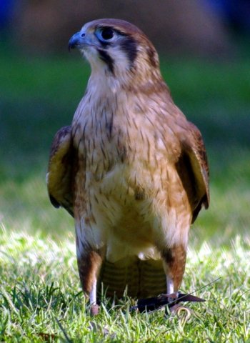 image brown-falcon-falco-berigora-1-healesville-vic-jpg