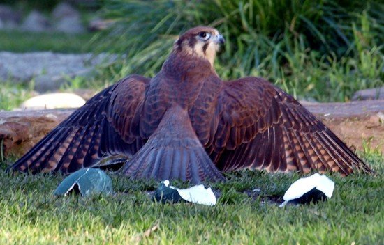 image brown-falcon-falco-berigora-2-healesville-vic-jpg