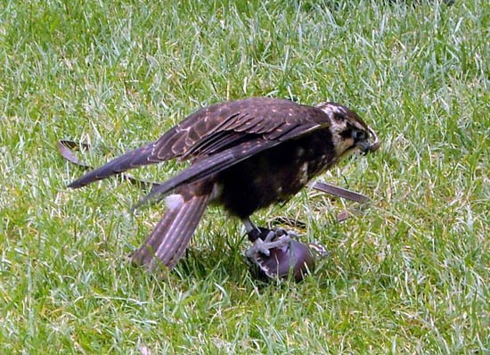 image brown-falcon-falco-berigora-2-tdcp-tas-jpg