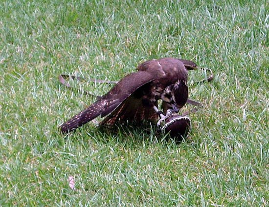image brown-falcon-falco-berigora-4-tdcp-tas-jpg