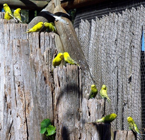 image budgerigars-courting-natureworld-bicheno-tas-jpg