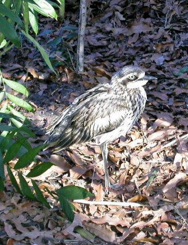 image bush-stone-curlew-melbourne-zoo-jpg