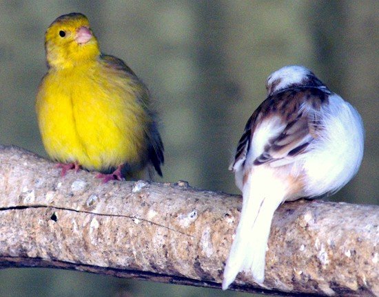 image canaries-wagga-zoo-nsw-jpg