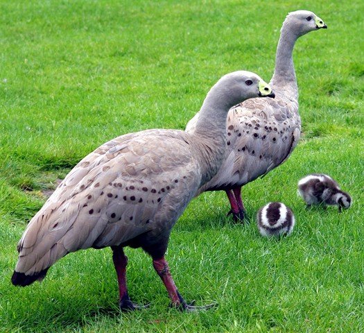 image cape-barren-geese-and-goslings-cereopsis-novaehollandiae-natureworld-bicheno-tas-jpg